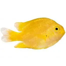 ORA Lemon Damsel