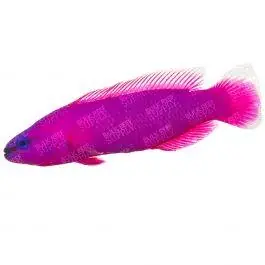 ORA Orchid Dottyback