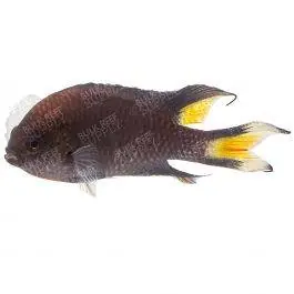 ORA Regal Damsel