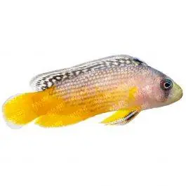 ORA Splendid Dottyback
