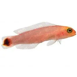 ORA Elongate Dottyback