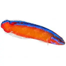 ORA Neon Dottyback