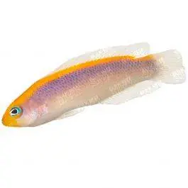 ORA Sunrise Dottyback
