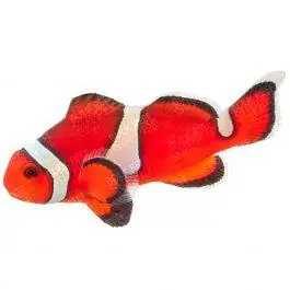 ORA Misbar Orange Ocellaris Clownfish