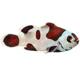 ORA Black Storm Ocellaris Clownfish