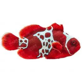 ORA Lightning Maroon Clownfish