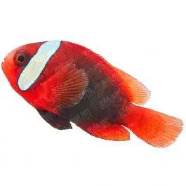 ORA Cinnamon Clownfish