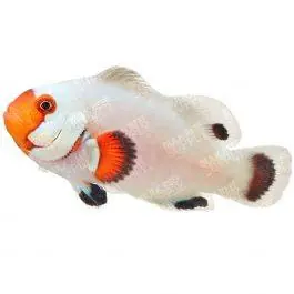 ORA Wyoming White Ocellaris Clownfish