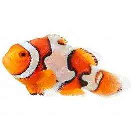 ORA Picasso Percula Clownfish