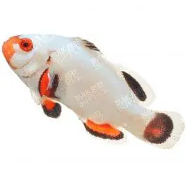 ORA Platinum Percula Clownfish