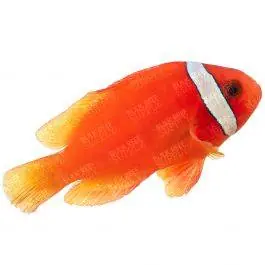 ORA Tomato Clownfish