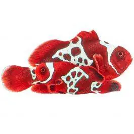 ORA Lightning Maroon Clownfish (Pair)