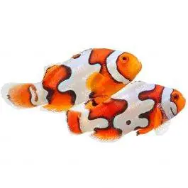 ORA Picasso Percula Clownfish (Pair)