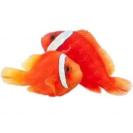 ORA Tomato Clownfish (Pair)