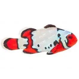 ORA Black Ice Snowflake Ocellaris Clownfish