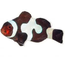 ORA Black Gladiator Ocellaris Clownfish