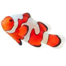 ORA Gladiator Ocellaris Clownfish