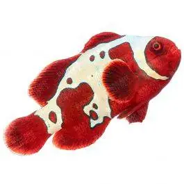 ORA GoldXLightning Maroon Clownfish