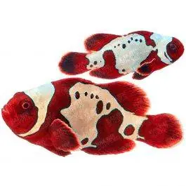 ORA GoldXLightning Maroon Clownfish (Pair)