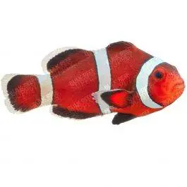 ORA Caramel Ocellaris Clownfish