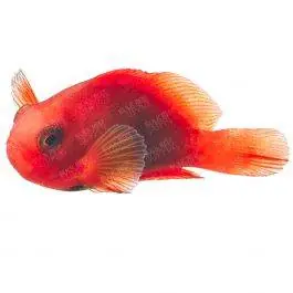 ORA Naked Cinnamon Clownfish