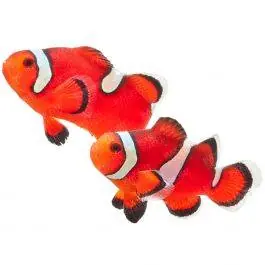 ORA Misbar Orange Ocellaris Clownfish (Pair)