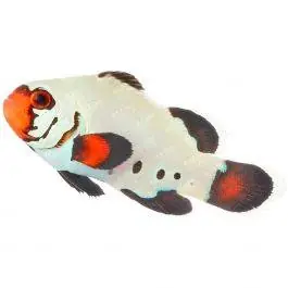 ORA Frostbite Ocellaris Clownfish