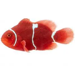 ORA Goldflake Maroon Clownfish