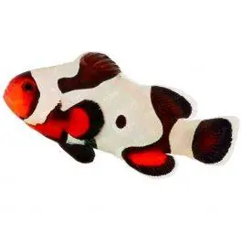 ORA Mocha Gladiator Ocellaris Clownfish