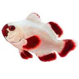 ORA Gold Nugget Maroon Clownfish