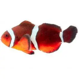 ORA Blood Orange Clownfish