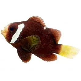 ORA McCullochi Clownfish