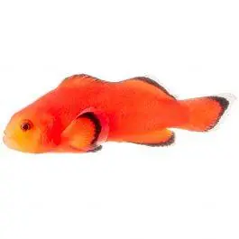ORA Naked Ocellaris Clownfish
