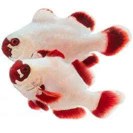 ORA Gold Nugget Maroon Clownfish (Pair)