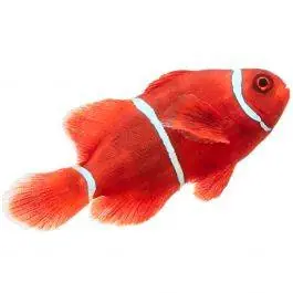 ORA Gold Stripe Maroon Clownfish