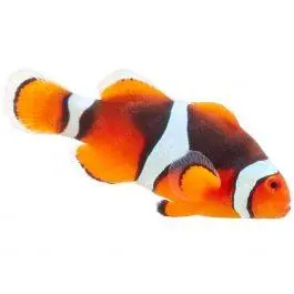 ORA Onyx Percula Clownfish