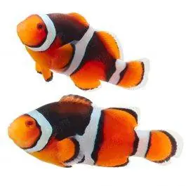 ORA Onyx Percula Clownfish (Pair)
