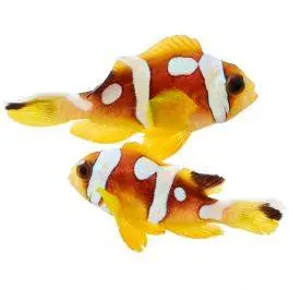 ORA Spotcinctus Clownfish (Pair)