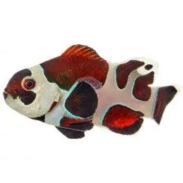 ORA Mocha Storm Ocellaris Clownfish