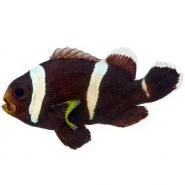 ORA Black Saddleback Clownfish