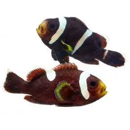 ORA Black Saddleback Clownfish (Pair)