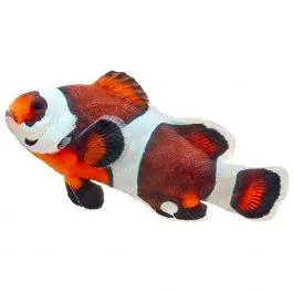 ORA Semi Storm Ocellaris Clownfish