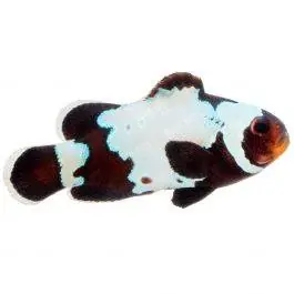 ORA Premium Black Snowflake Ocellaris Clownfish