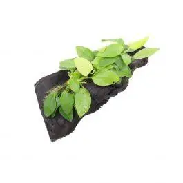 Anubias Nana Golden on Driftwood - Live Freshwater Plant