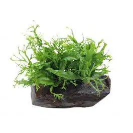 Java Fern 'Windelov' on Driftwood - Live Freshwater Plant
