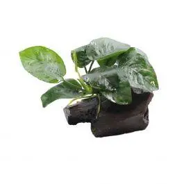 Anubias Barteri 'Butterfly' on Driftwood - Live Freshwater Plant