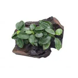 Anubias Nana Long Wavy on Driftwood - Live Freshwater Plant