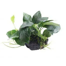 Anubias Nana on Lava Stone - Live Freshwater Plant