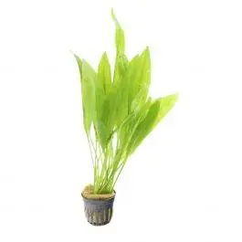 Amazon Sword (Echinodorus Bleheri) - Live Freshwater Plant