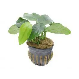 Anubias Nana - Live Freshwater Plant